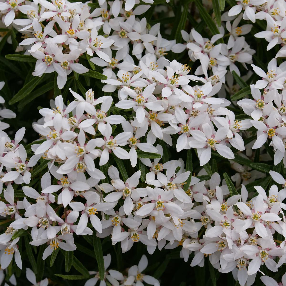 Pinball Blizzard Mexican Orange (Choisya x dewitteana) | Proven Winners New Variety 2027