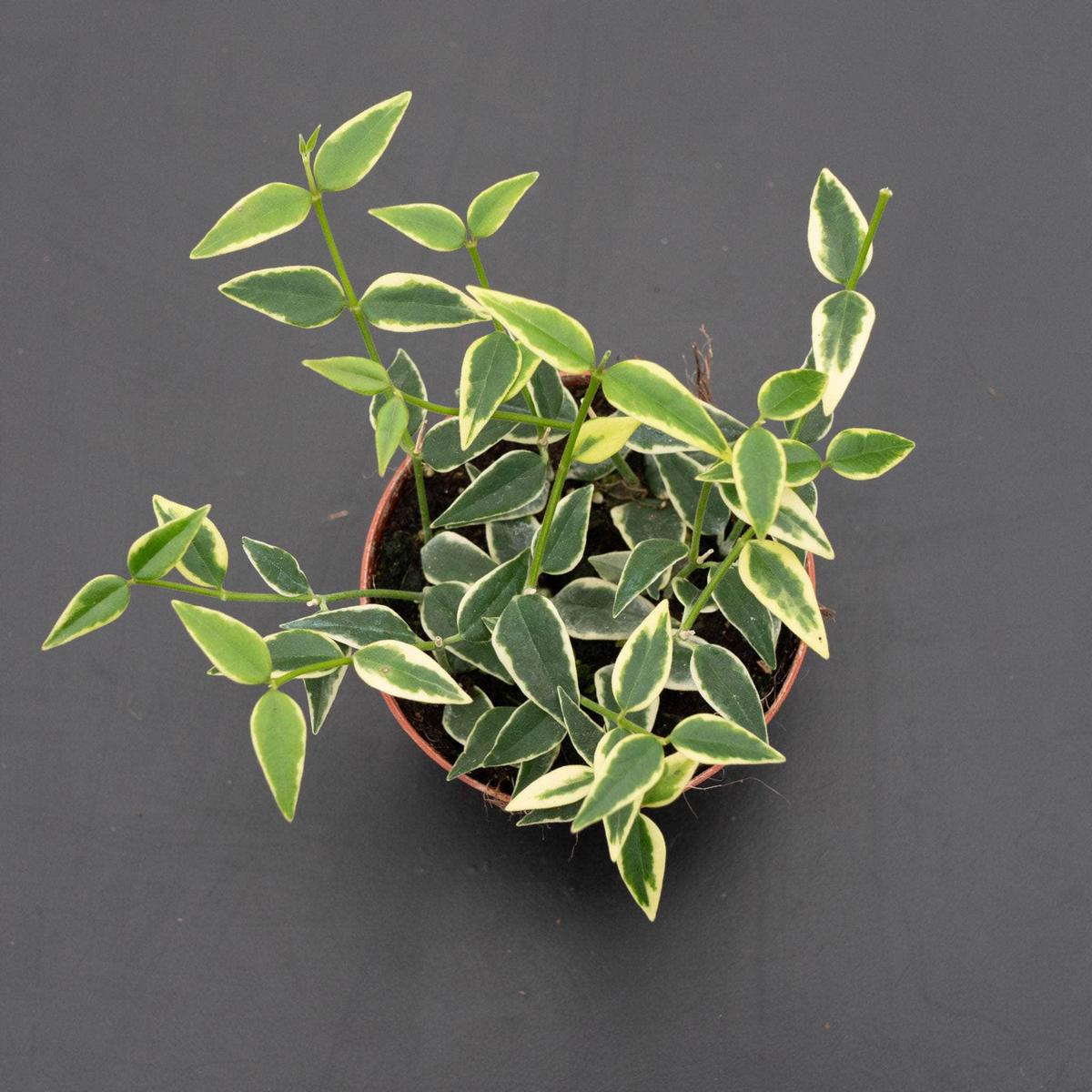 Hoya lanceolata subsp. bella 'Albo-Marginata'