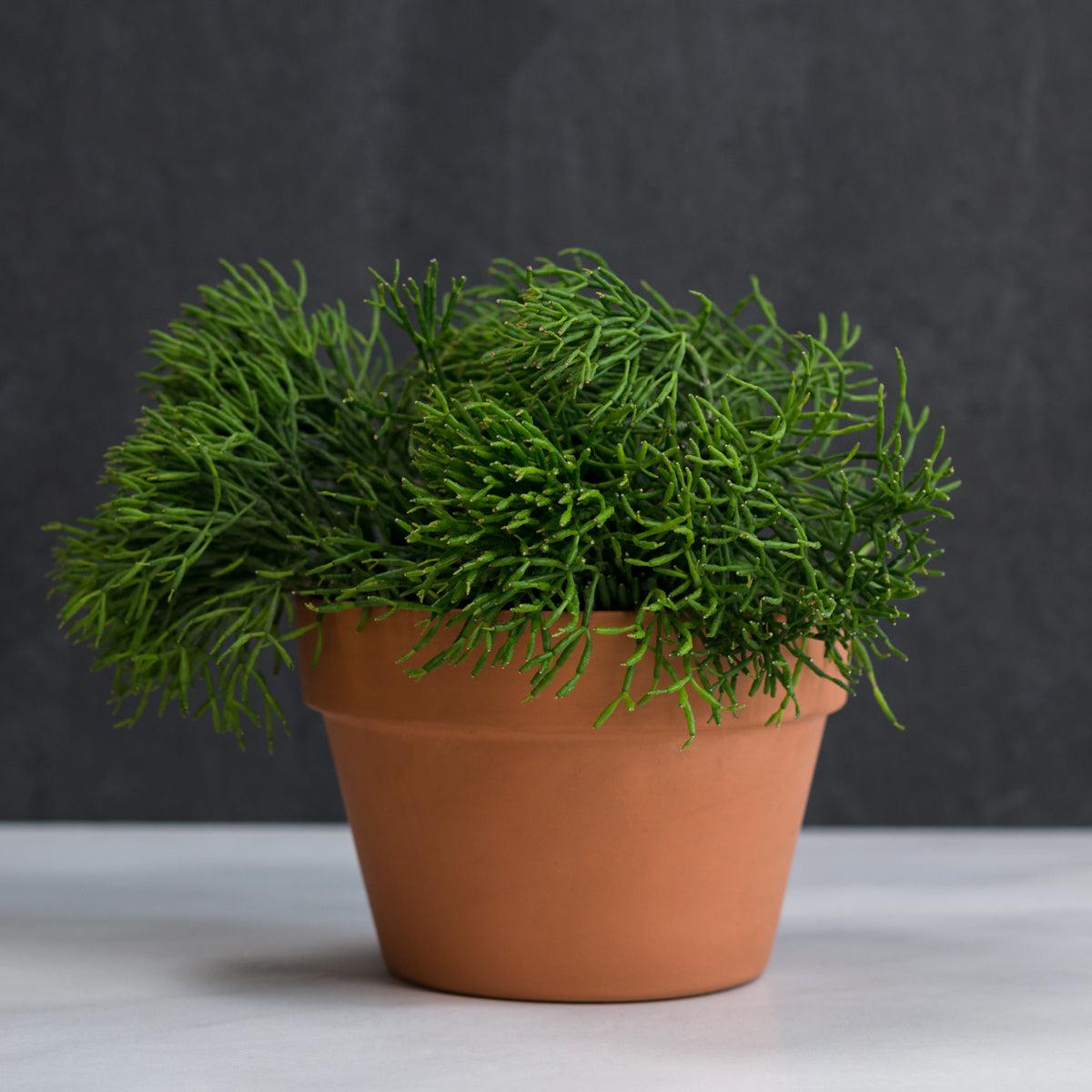 Coral Cactus - LARGE