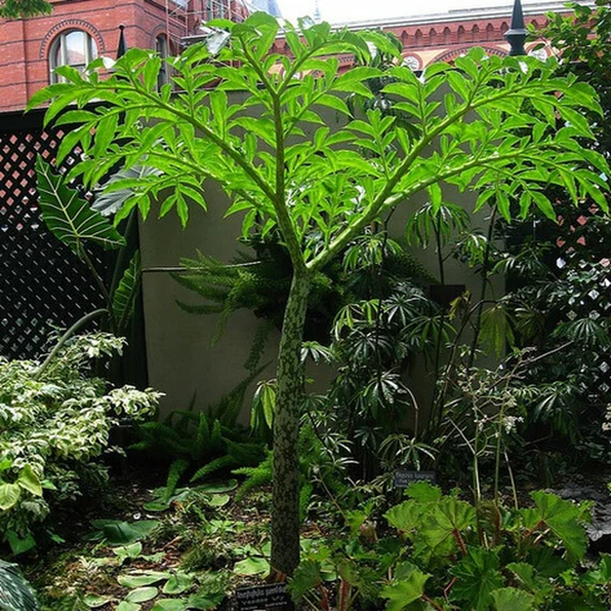 1 BULBS AMORPHOPHALLUS PAEONIIFOLIUS ELEPHANT FOOT YAM ARACEAE PLANT RARE FRESH