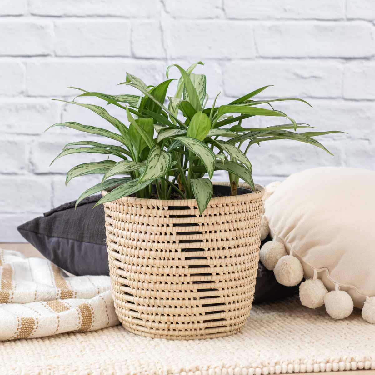 Chinese Evergreen - Silver Queen - Large
