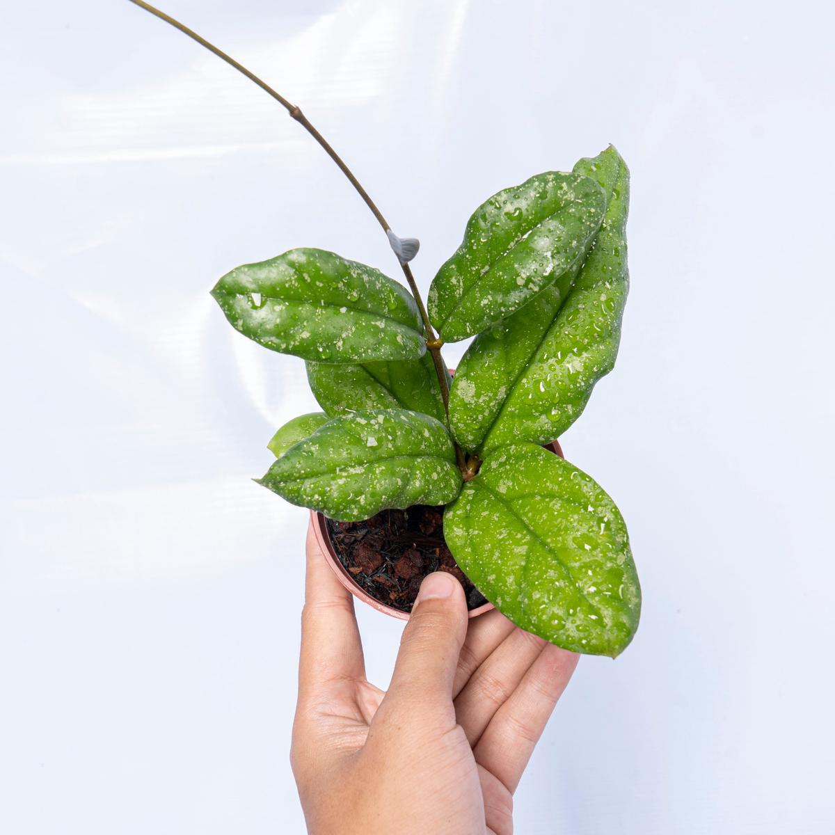Hoya Forbesii Splash