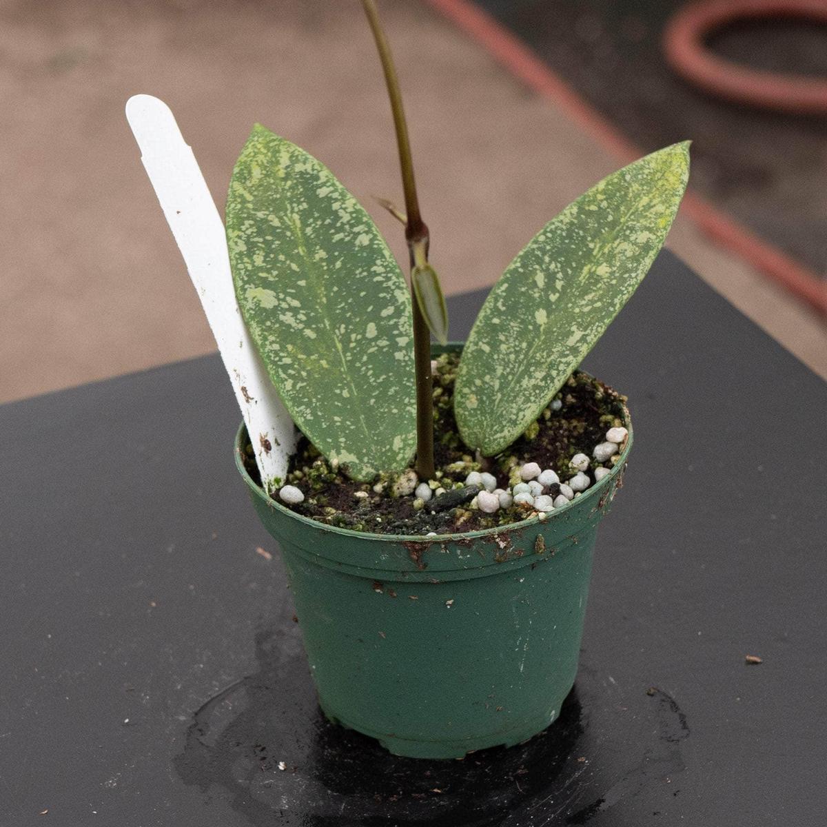 Hoya 'Silver Dollar' (reverted)