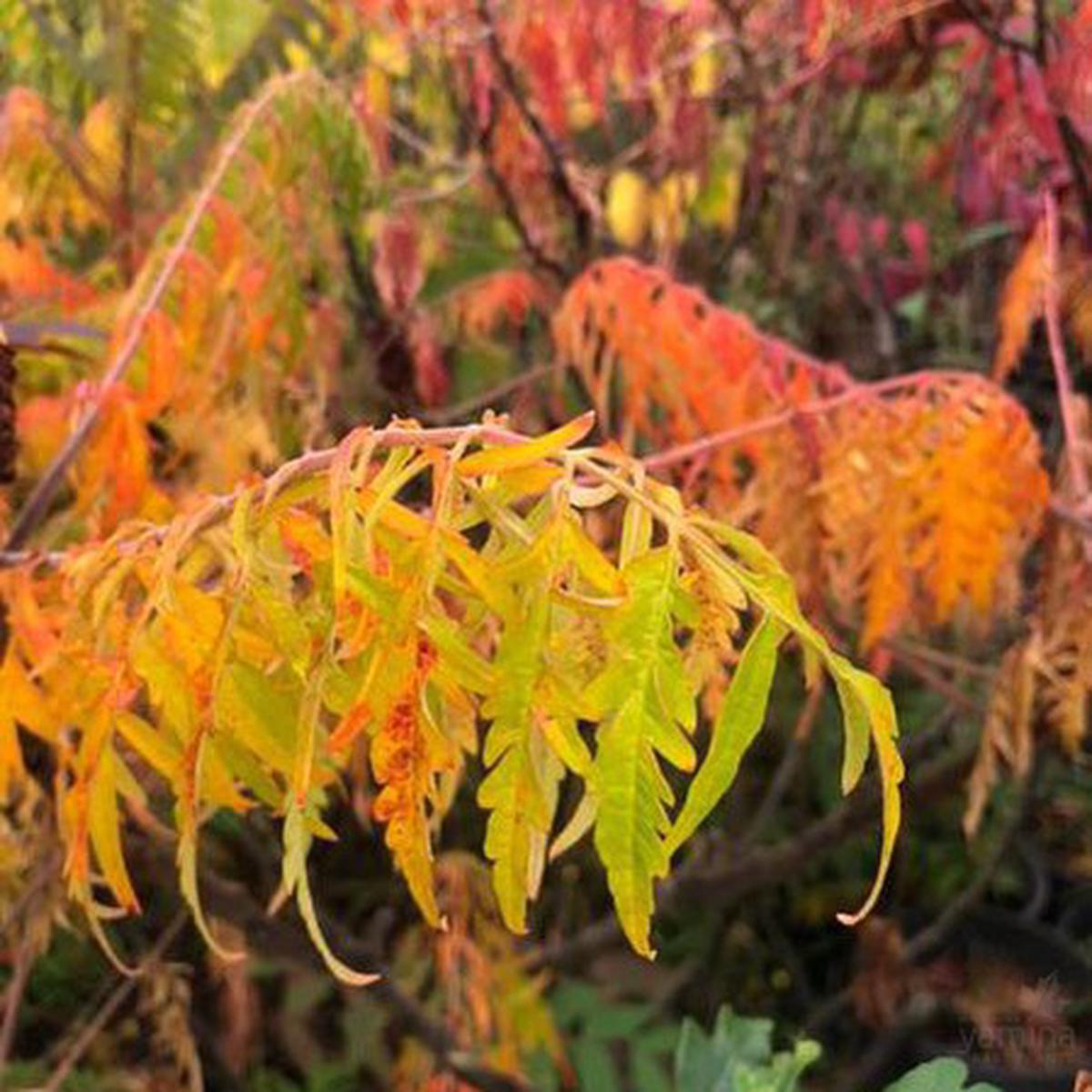 Rhus typhinus Laciniata