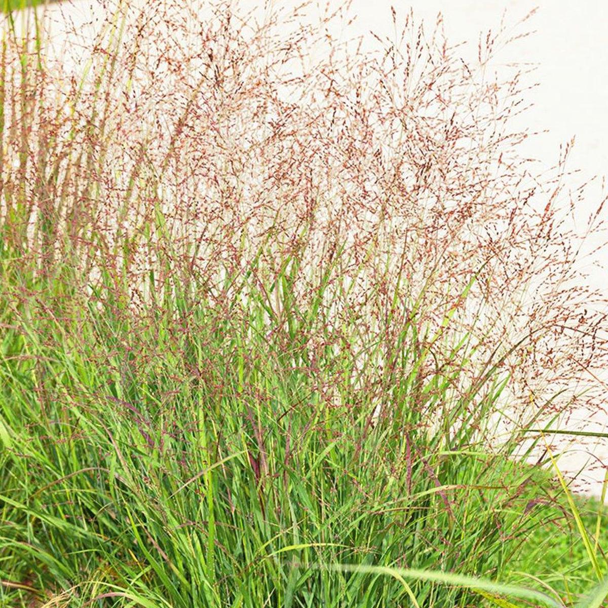 Shenandoah Switch Grass # 5 CG