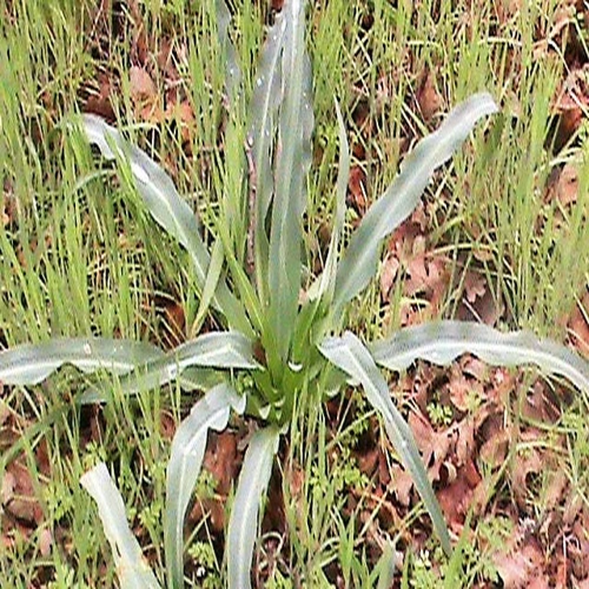 10 WAVY LEAFED SOAP PLANT California Soaproot Amole Lily Chlorogalum Pomeridianu