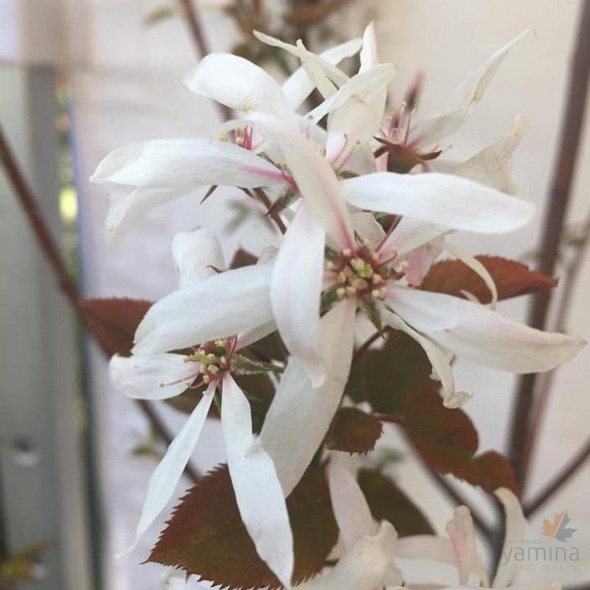 Amelanchier asiatica