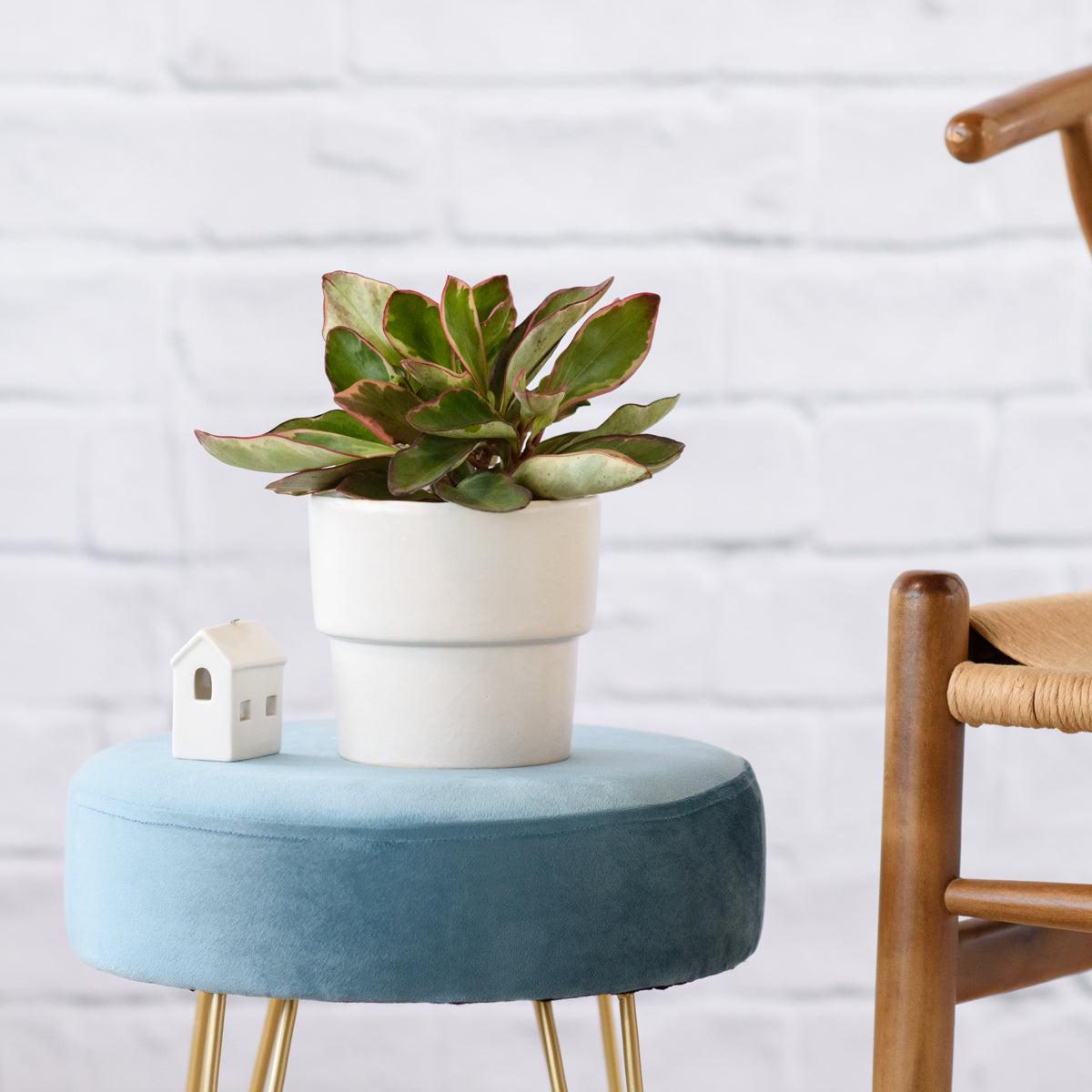 Baby Rubber Plant - Variegated Red Edge