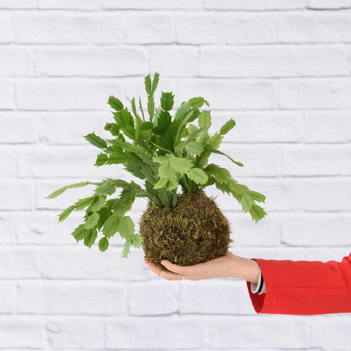 Christmas Cactus Mossball