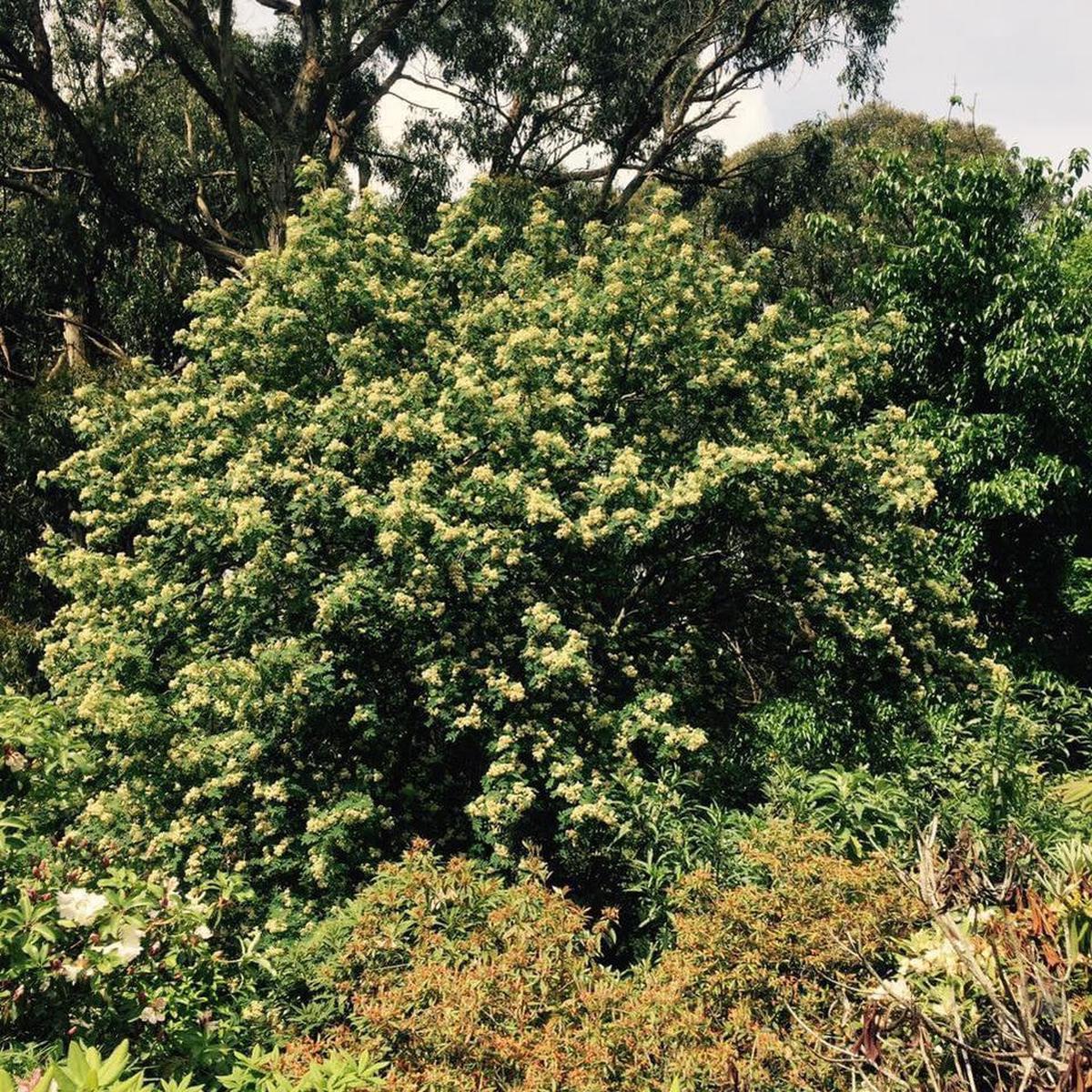 Sorbus hupehensis
