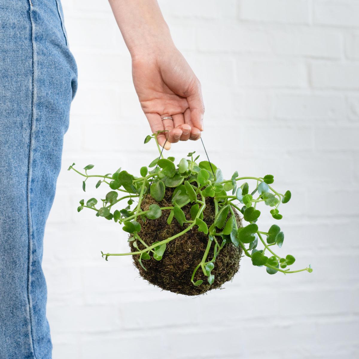 Dainty Crassula Mossball