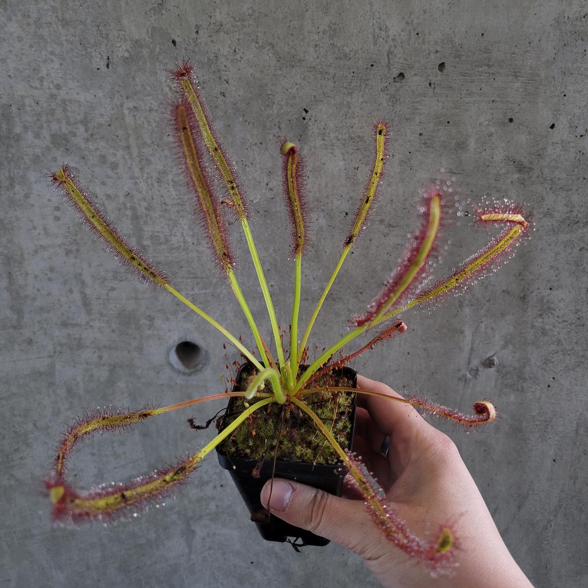Cape Sundew