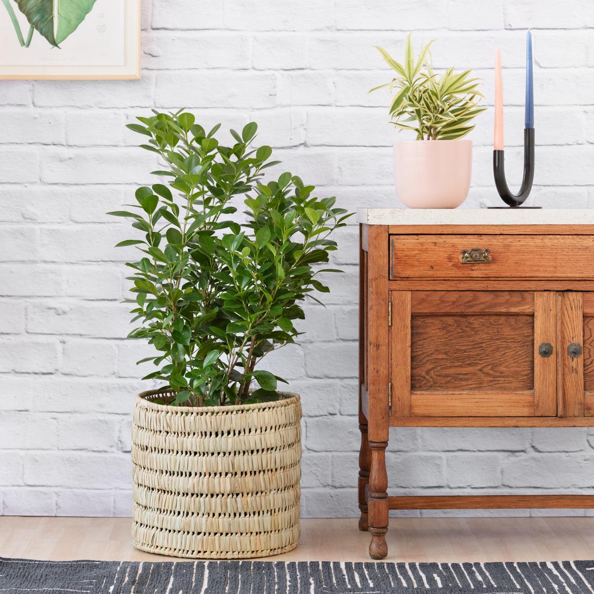 Ficus - Moclame - Large