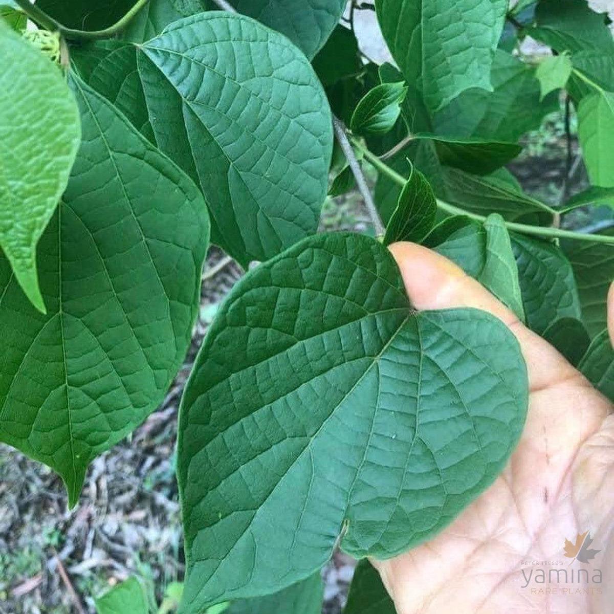 Alangium chinense
