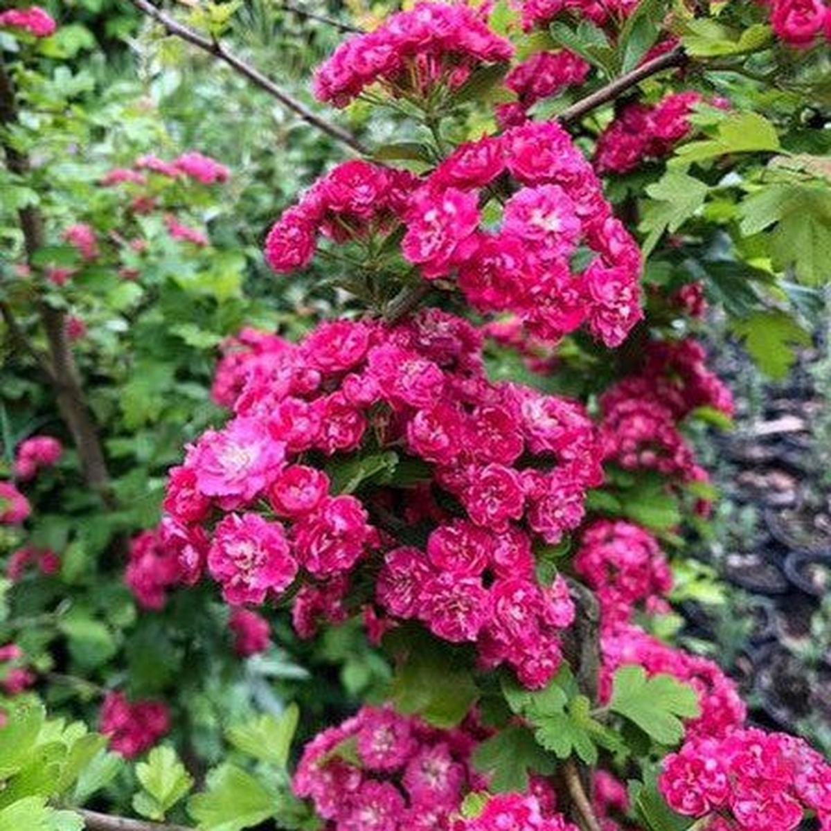 Crataegus laevigata Pauls Scarlet (Hawthorn)