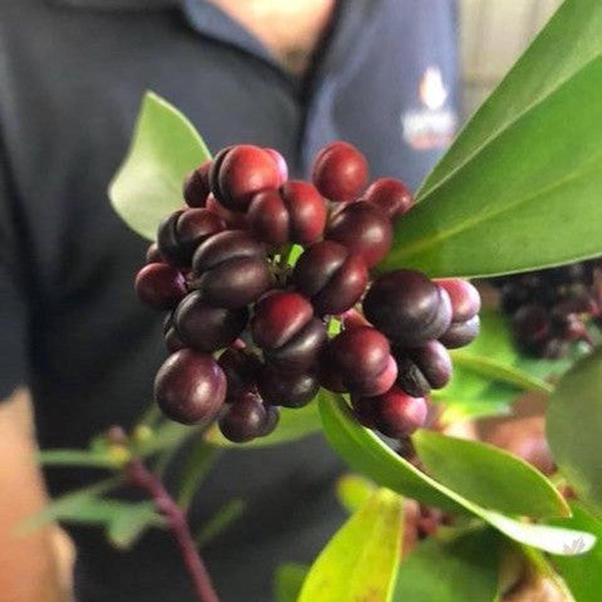 Tasmannia lanceolata