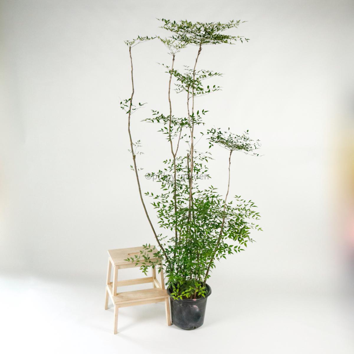 Large Nandina Domestica ( - nn tin zh) 220cm  in Nursery Grow Pot