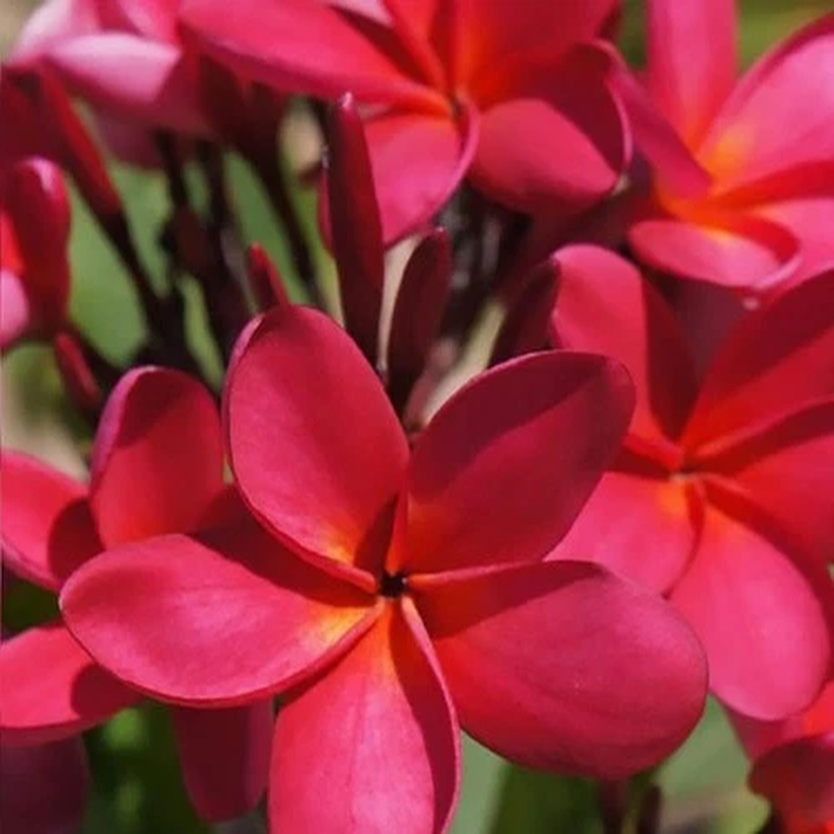 1 HAWAIIAN RED PLUMERIA FRANGIPANI PLANT CUTTINGS - FRAGRANT EASY TO GROW