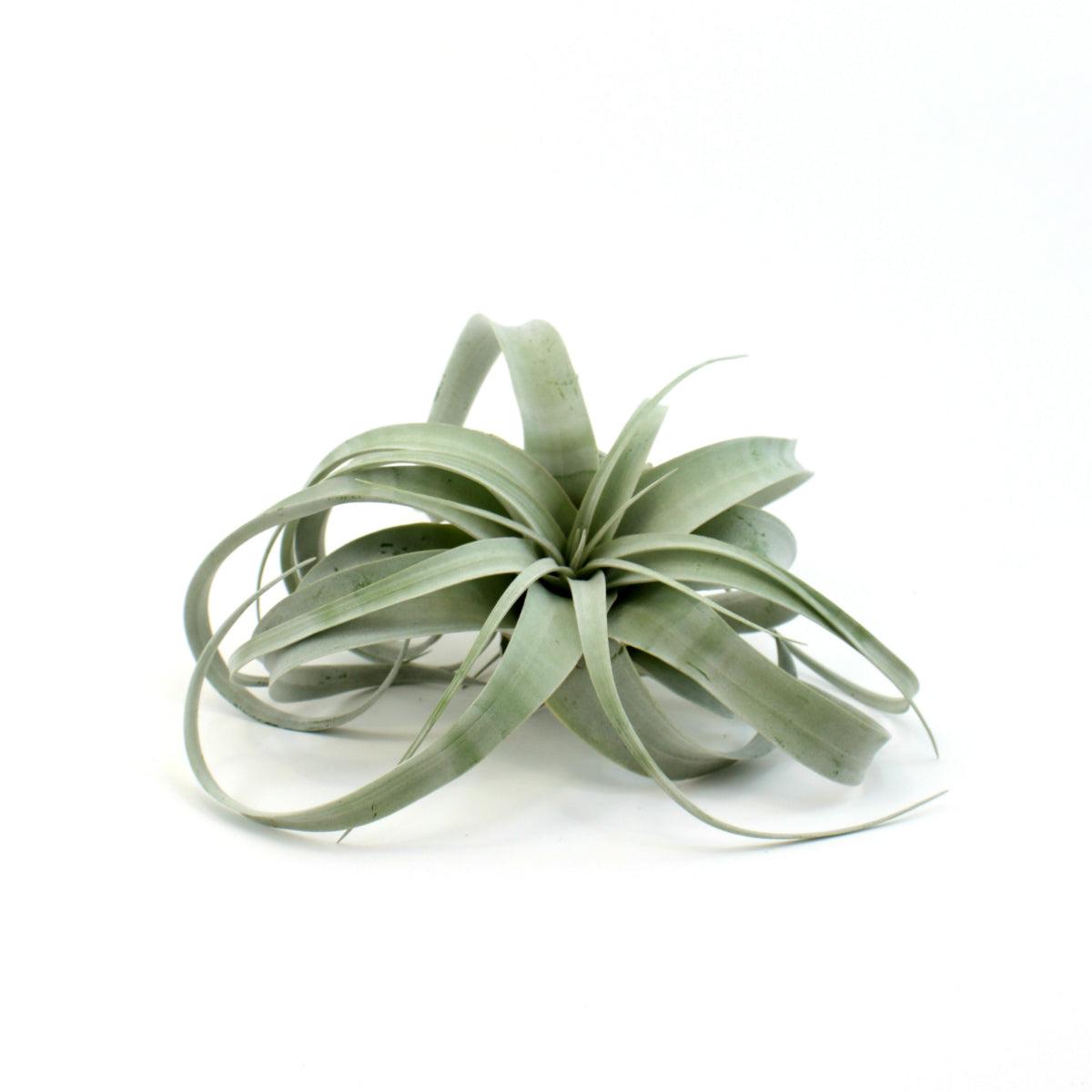 Airplant - Tillandsia Xerographica