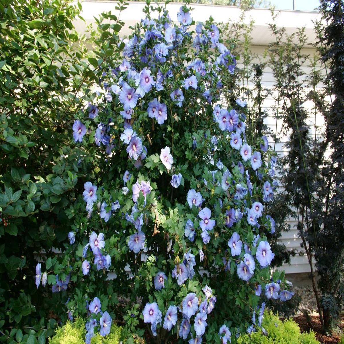 Azurri Blue Satin Hibiscus ( Hibiscus syriacus Azurri Blue Satin) - QT