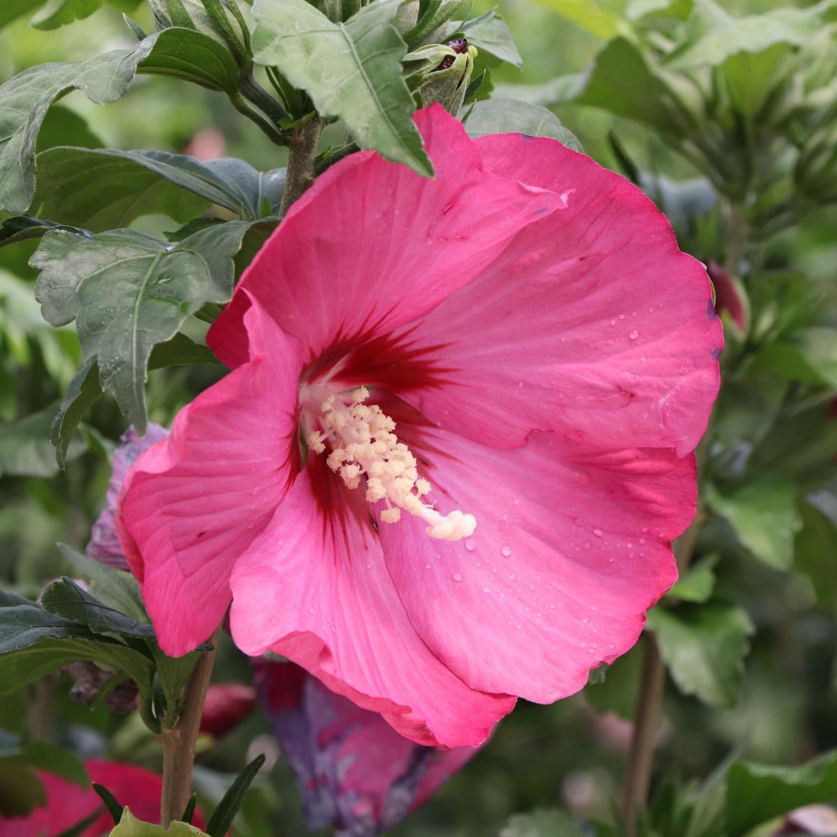 Paraplu Red Rose of Sharon (Hibiscus syriacus) | Proven Winners New Variety 2027