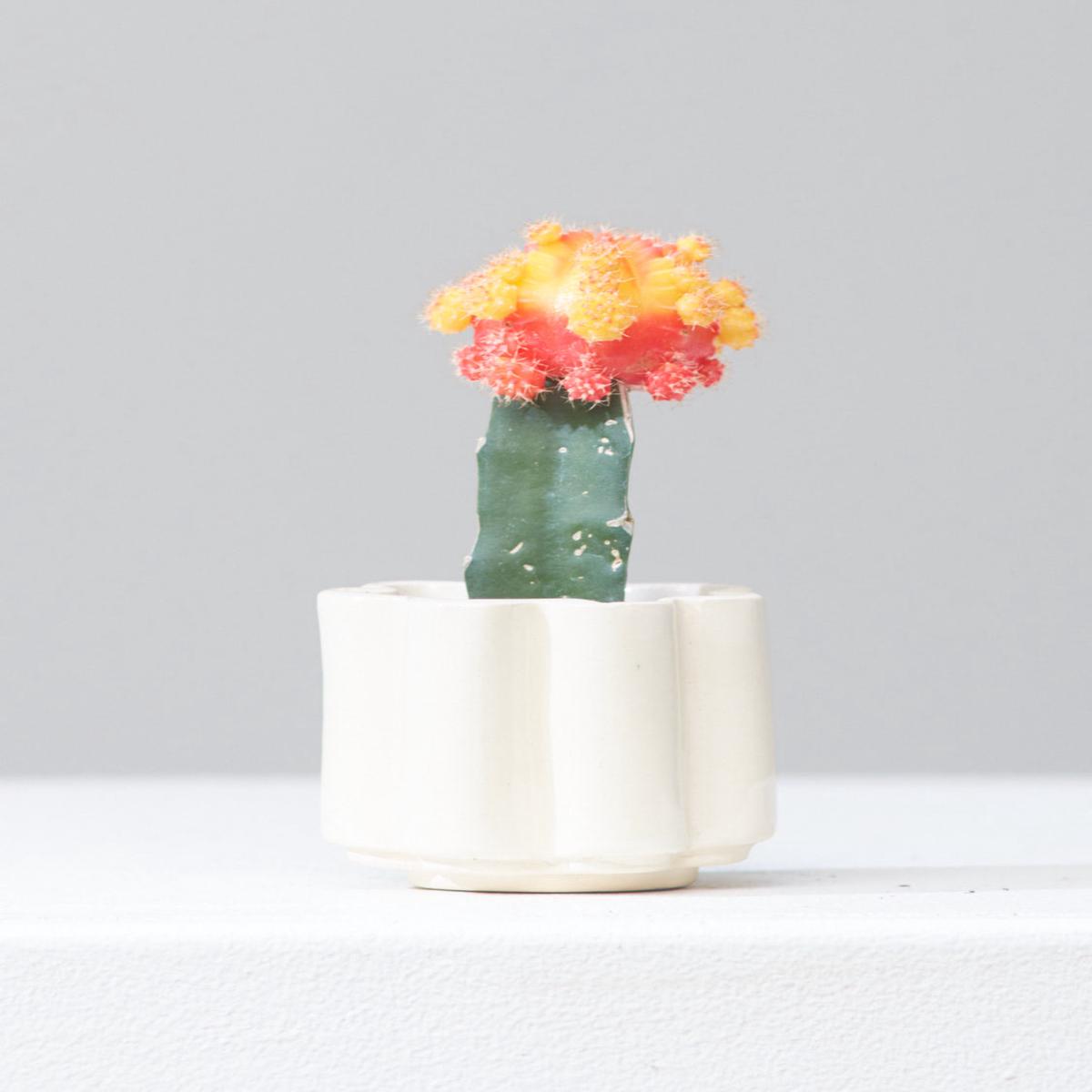 *PRE-ORDER* HIGH NOON ARTIST EDITION PLANTER - OAT MILK, Small 2 Inch