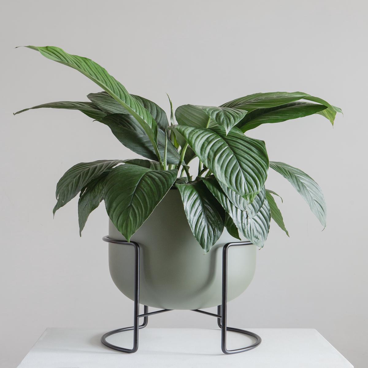 ROTUNDA WITH STAND - SAGE/ Black Stand, Large 16.3 x 16.3 x 19.9 in