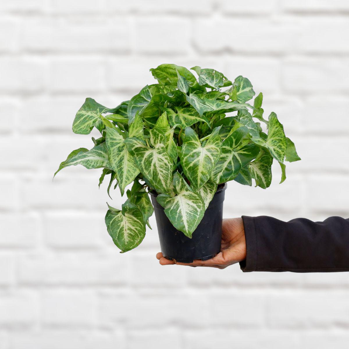 Arrowhead Plant - Large