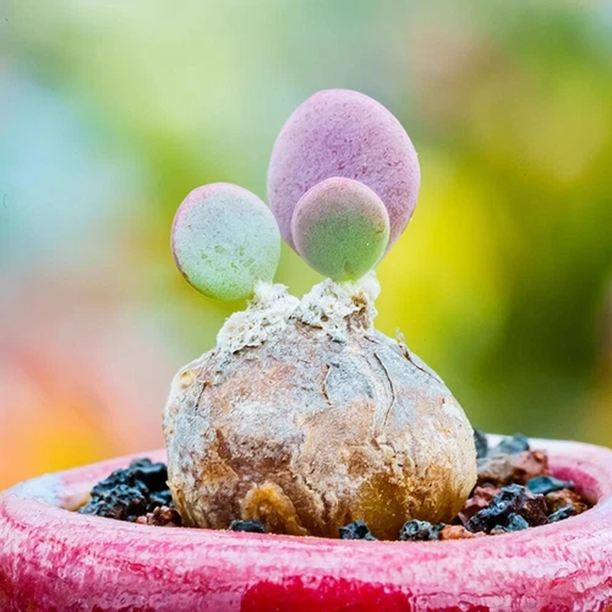 1.5-2CM Succulent Cactus Plant Othonna Intermedia Home Garden Beautiful Plant