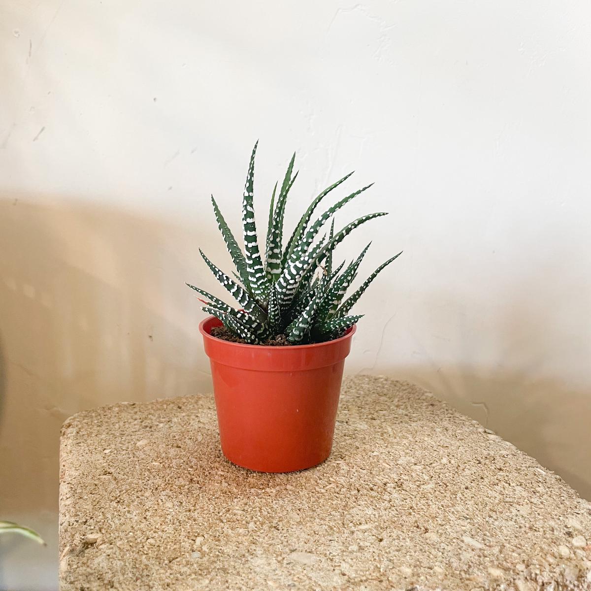 2.5" Haworthia
