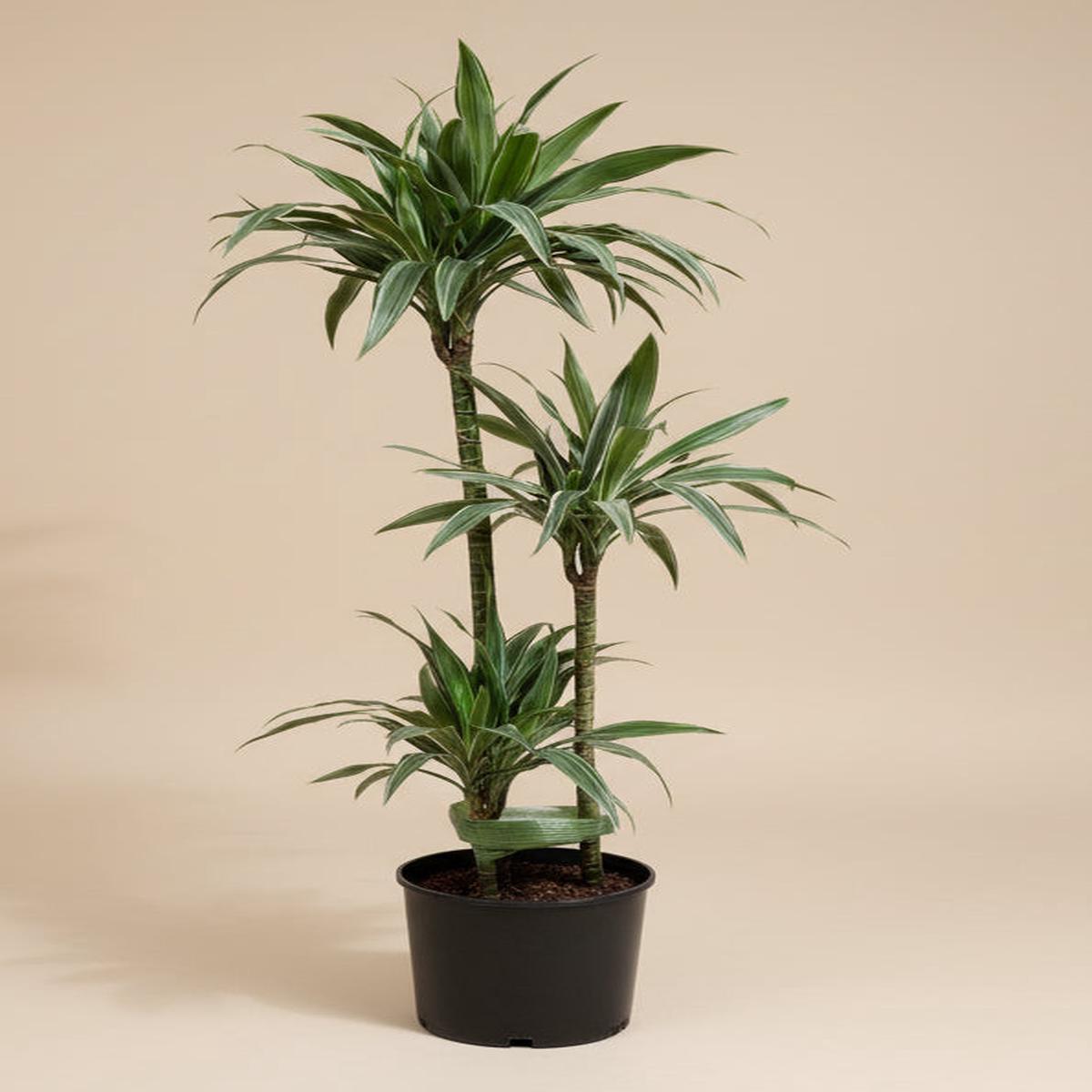Dracaena Warneckii Ulysses
