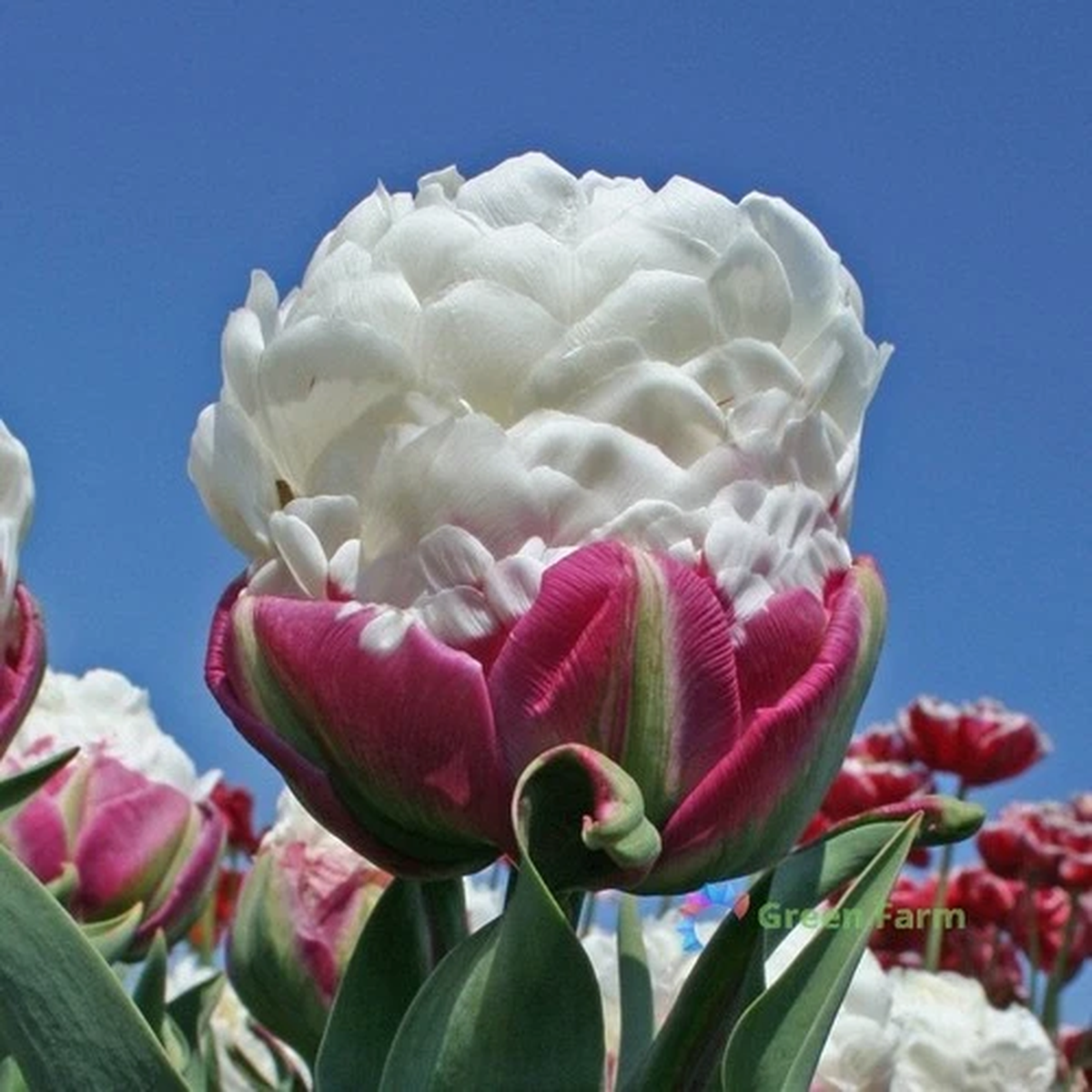 10 Bulbs Tulip Ice Cream Spring Blooming Garden Herbaceous Bulbiferous Geophytes