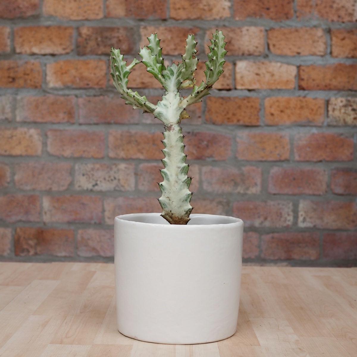 Ghost Cactus