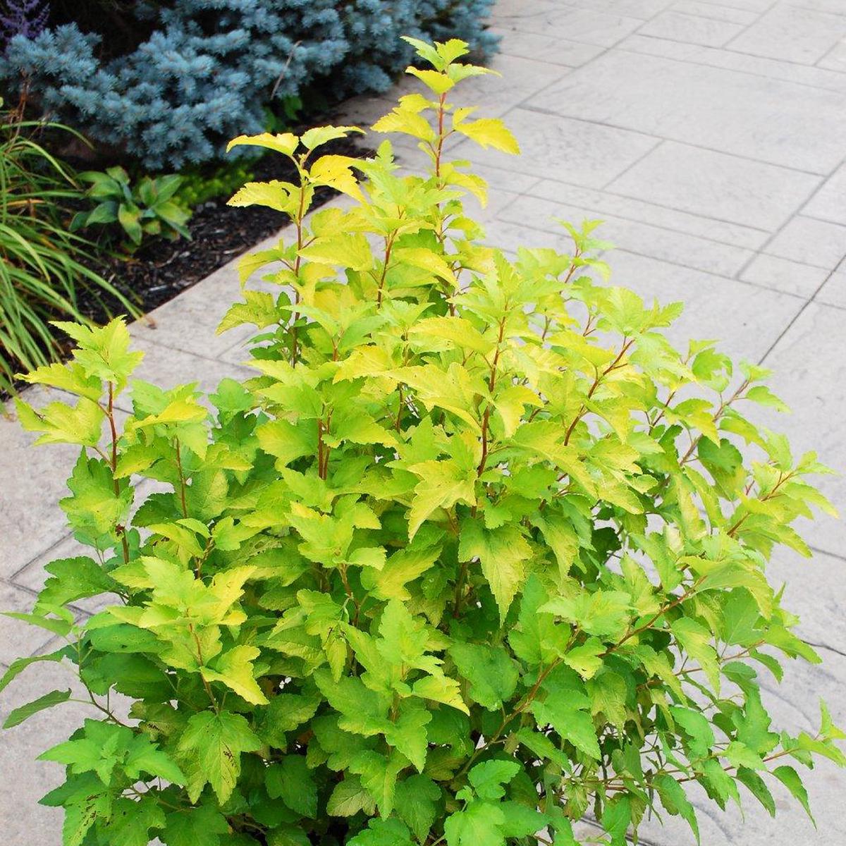 Lemon Candy Common Ninebark  # 7 CG