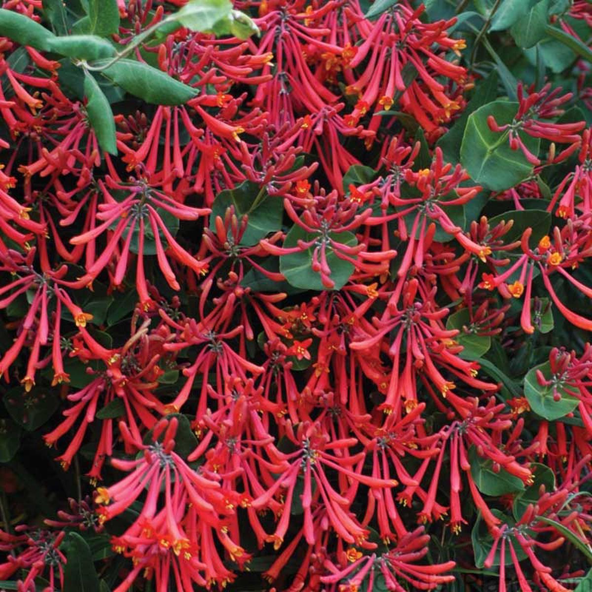 'Major Wheeler' Honeysuckle Vine (Lonicera)