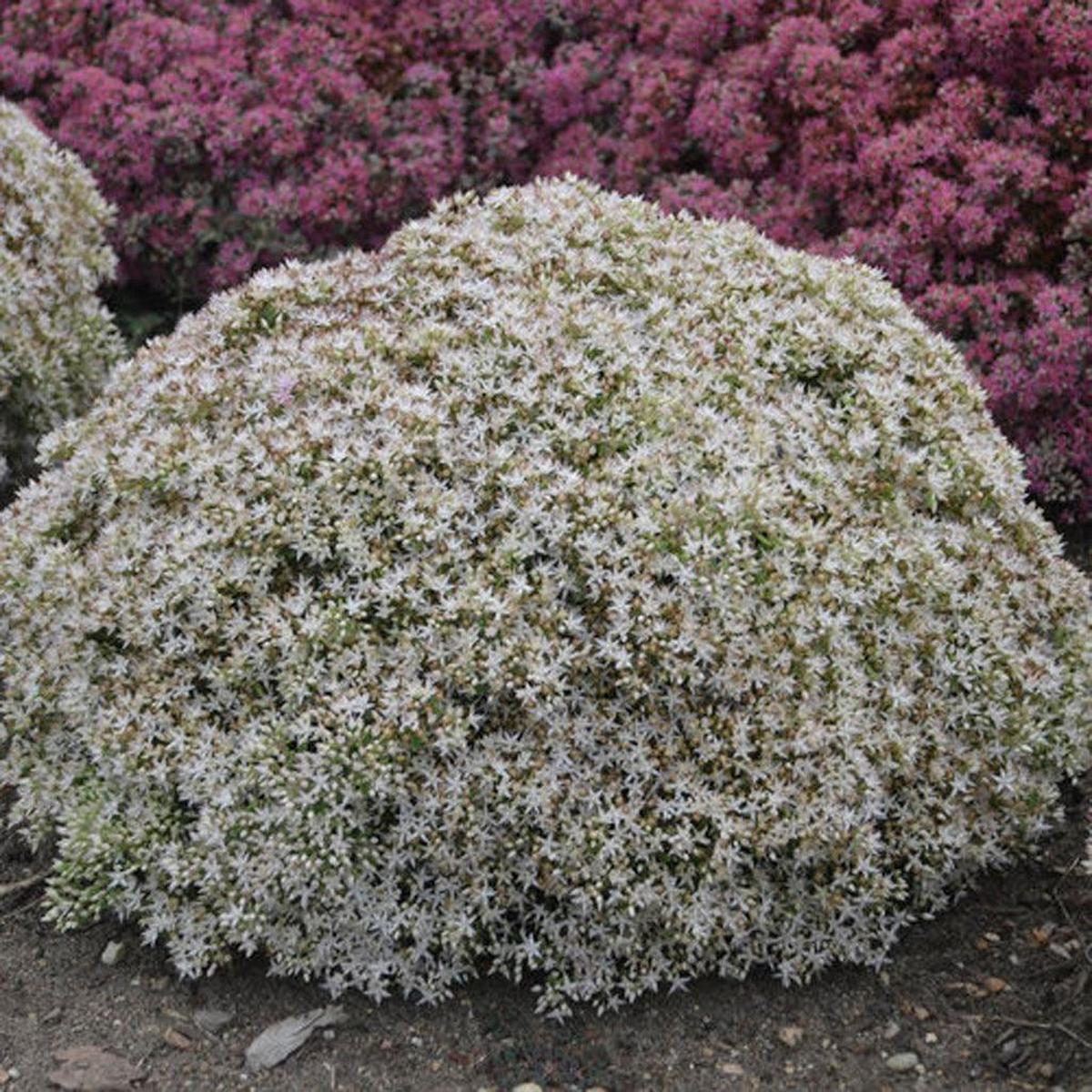 Rock 'N Grow Bundle Of Joy Stonecrop Pw # 1 PW Cont
