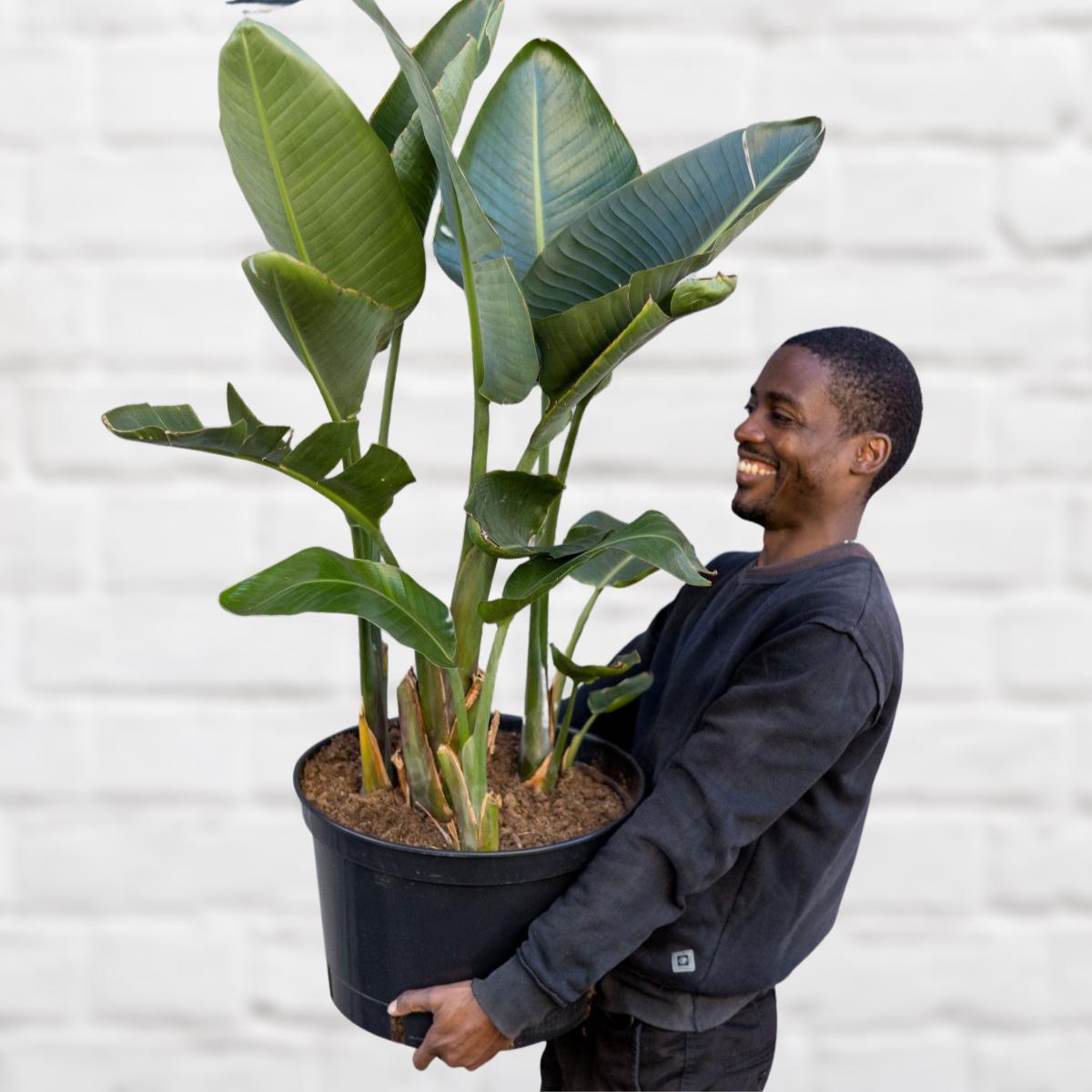 Wild Banana - Extra Large