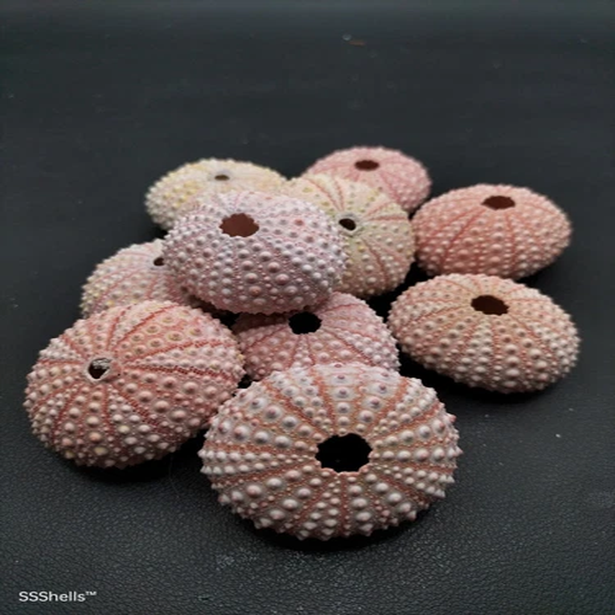 10 X pink sea urchins 3-4cm Beach home coastal decor. Sea shell air plant art