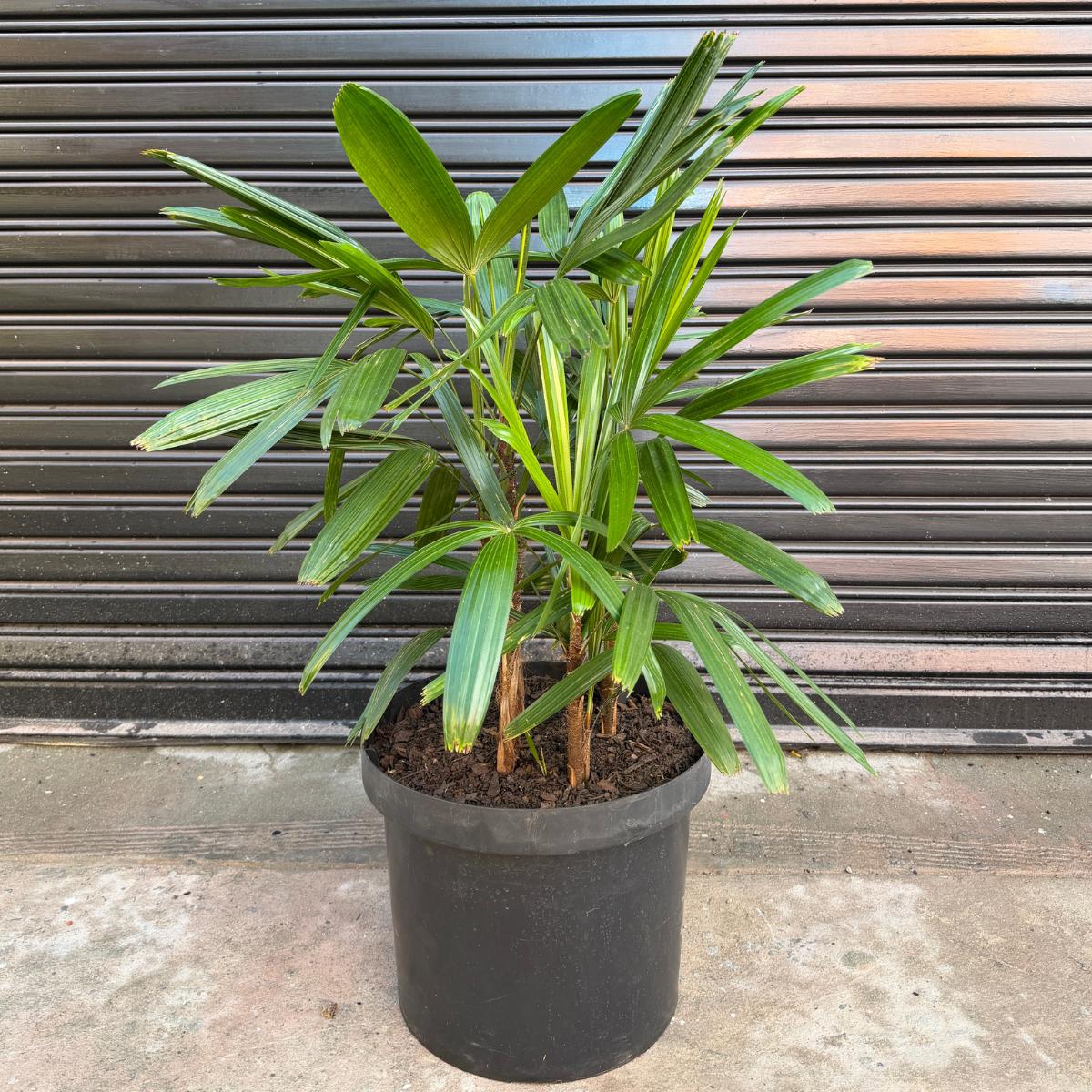 Broadleaf Lady Palm