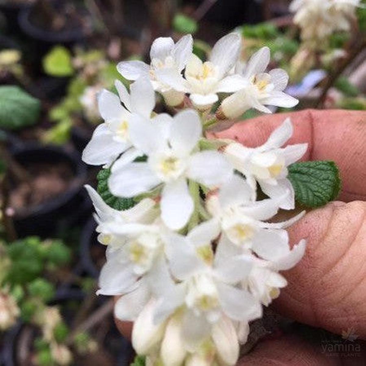 Ribes White