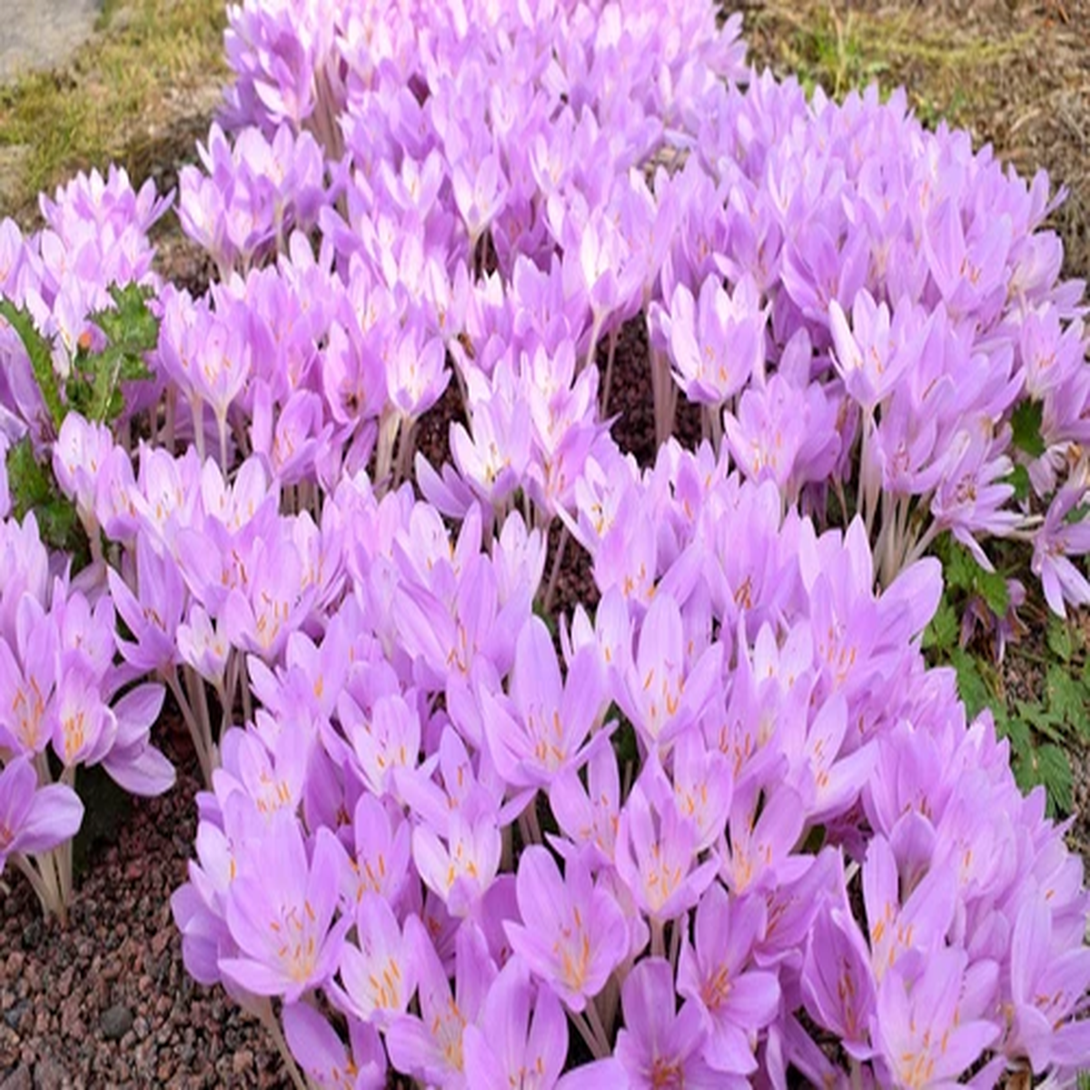 10 AUTUMN CROCUS Colchicum Autumnale Meadow Saffron Flower Seeds *Comb S/H