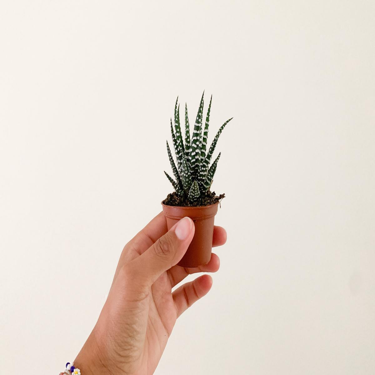 2" Haworthia