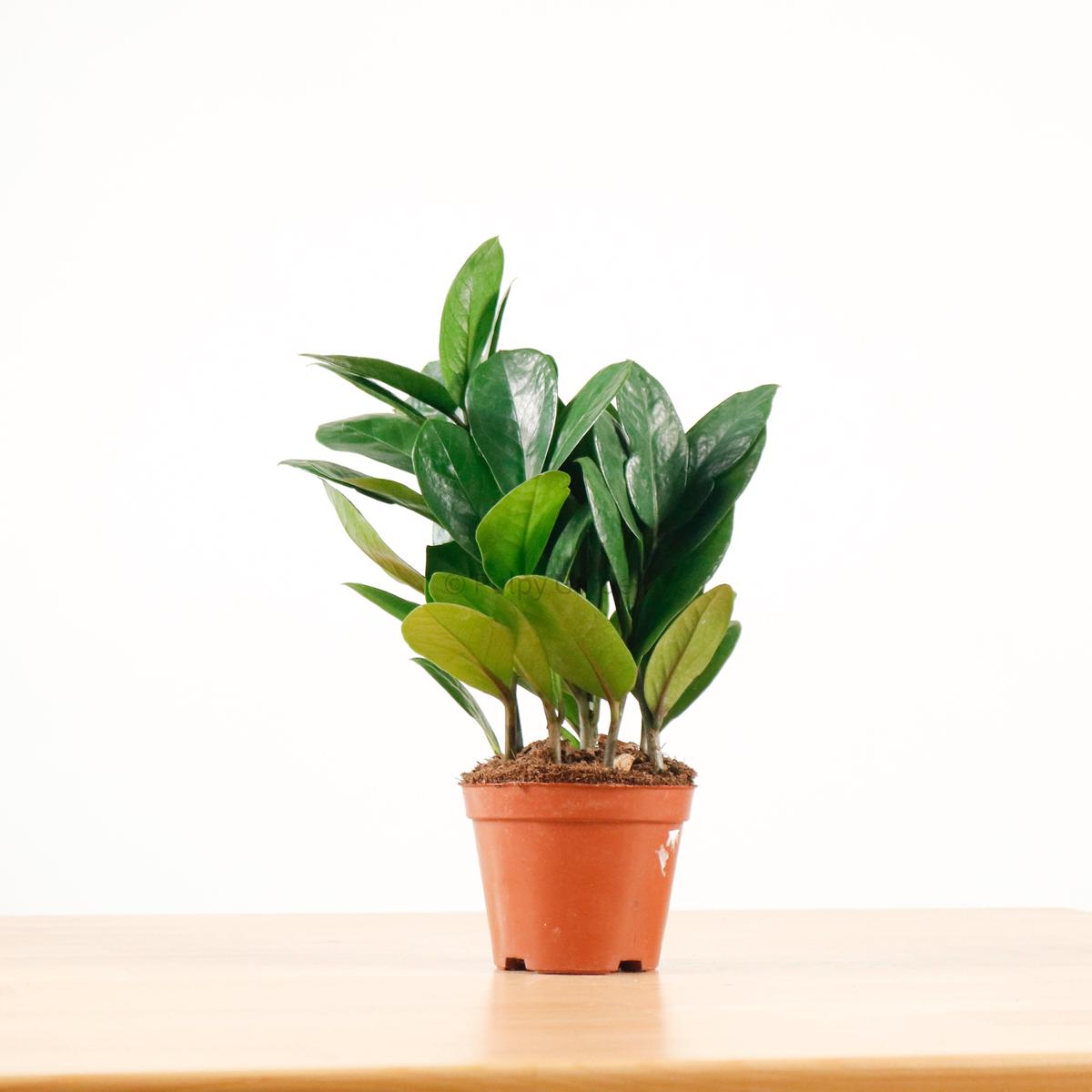 ZZ Plant aka jin qian shu () in Nursery Grow Pot (XS)