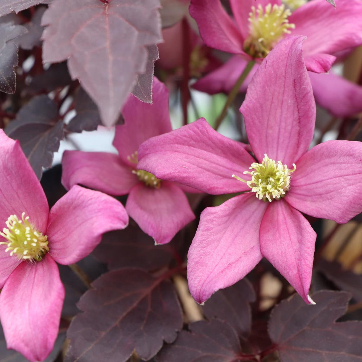 Moongate Mocha Clematis (montana) | Proven Winners New Variety 2027