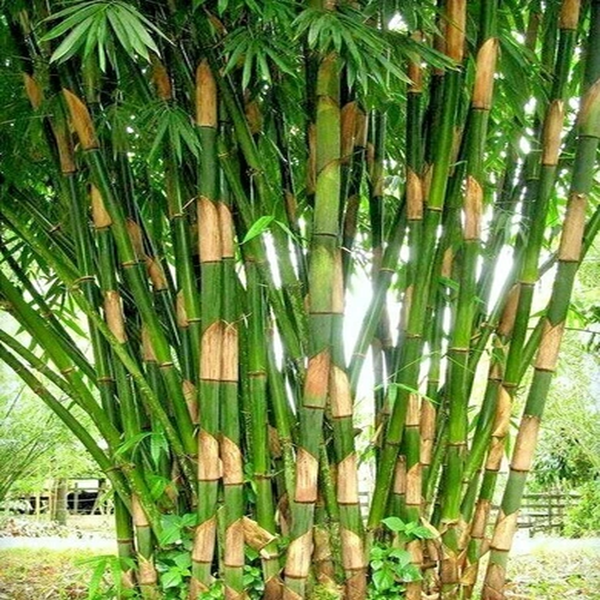 10 GIANT STRIPED ATTER BAMBOO SEEDS - Gigantochloa atter