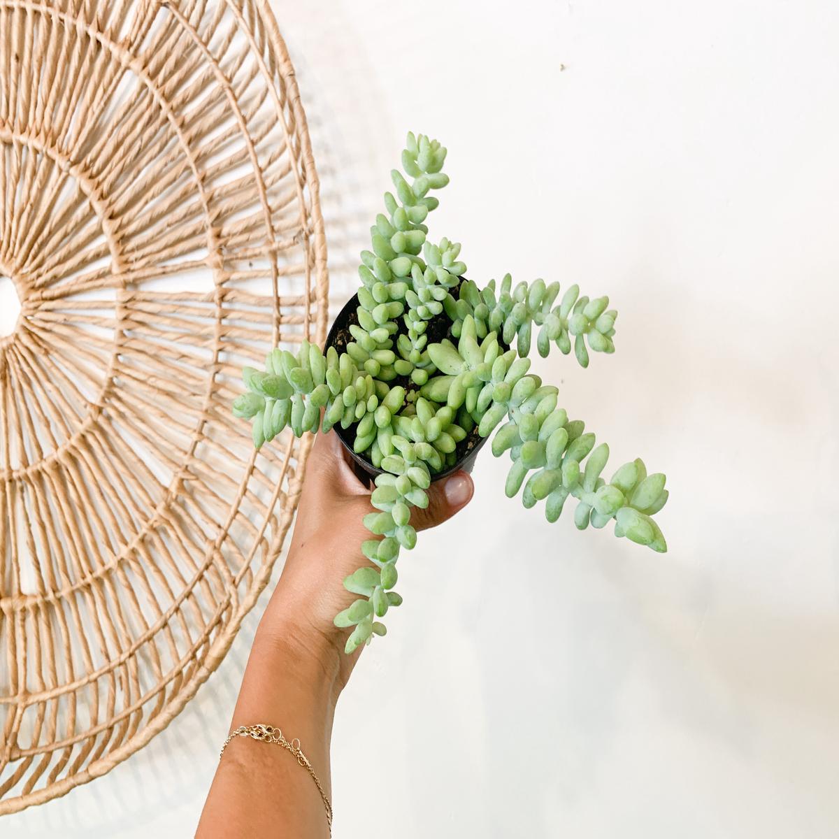 4" Burro's Tail