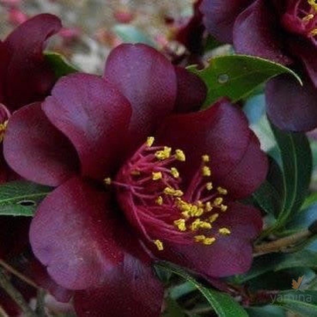Camellia japonica Night Rider