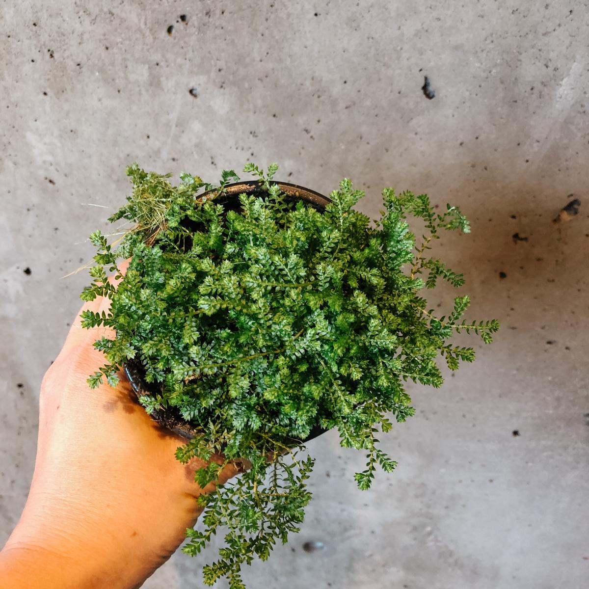Club Moss