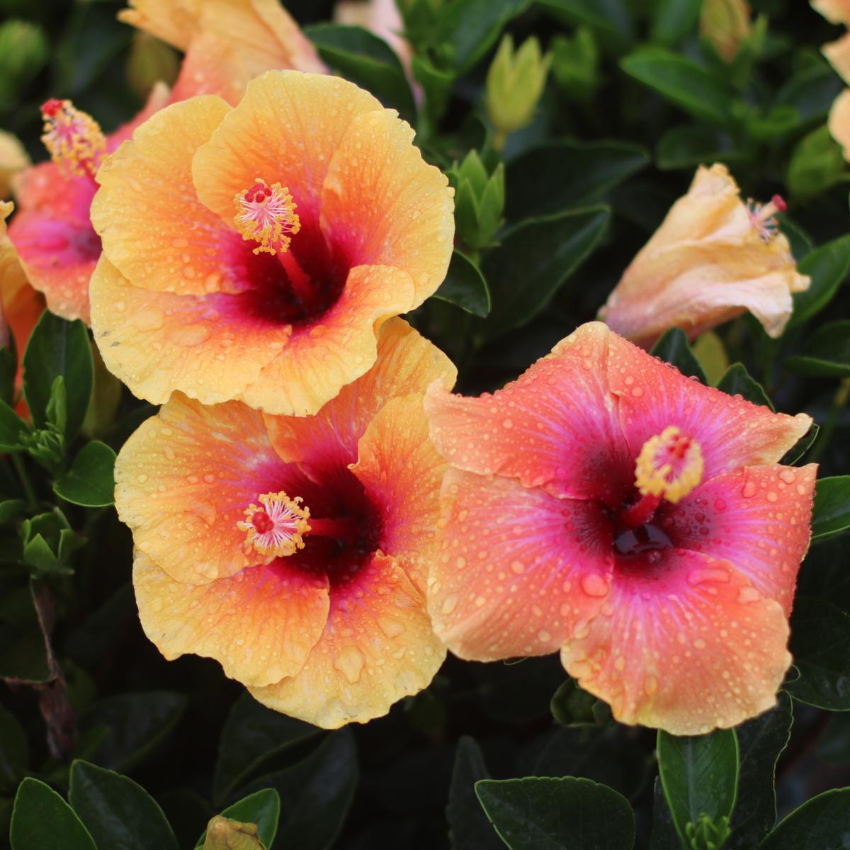Hollywood Hibiscus Social Butterfly Tropical Hibiscus (Hibiscus rosa-sinensis)