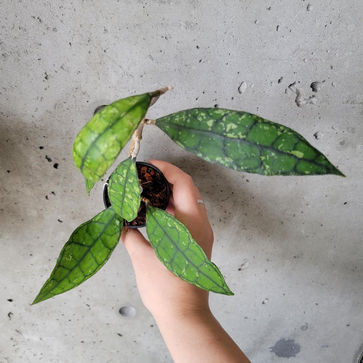 Hoya Finlaysonii 'Black Splash'